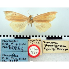 /filer/webapps/moths/media/images/F/flavocarnea_Timora_HT_BMNH.jpg