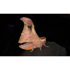 /filer/webapps/moths/media/images/R/rhodesiensis_Holocerina_A_Jones_03.jpg