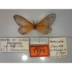 /filer/webapps/moths/media/images/E/erythrocha_Staphylinochrous_HT_RMCA_02.jpg