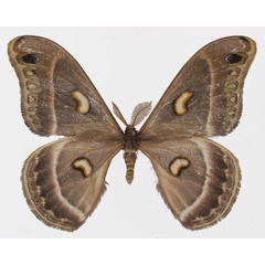 /filer/webapps/moths/media/images/K/kipengerensis_Epiphora_AM_Basquina.jpg