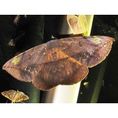 /filer/webapps/moths/media/images/C/capensis_Hypopyra_A_Goff.jpg
