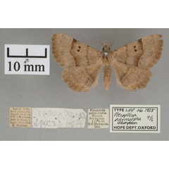 /filer/webapps/moths/media/images/P/polymorpha_Plecoptera_A_OUMNHa_01.jpg