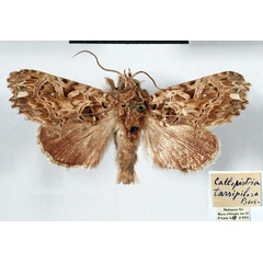 /filer/webapps/moths/media/images/T/tarsipilosa_Callopistria_AM_MNHN.jpg