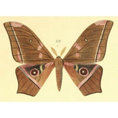 /filer/webapps/moths/media/images/H/hebe_Gonimbrasia_HT_Maassen_49-112.jpg