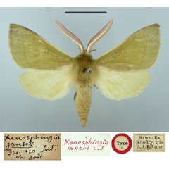 /filer/webapps/moths/media/images/J/jansei_Xenosphingia_HT_TMSA.jpg
