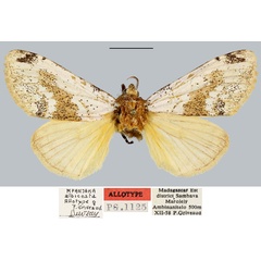 /filer/webapps/moths/media/images/A/albicosta_Mpanjaka_AT_MNHN.jpg