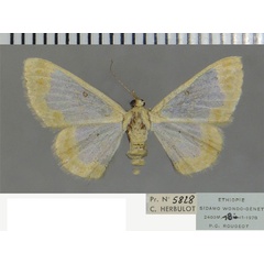 /filer/webapps/moths/media/images/S/secutaria_Zamarada_AF_ZSM.jpg