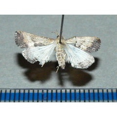 /filer/webapps/moths/media/images/M/matilei_Progonia_A_Goff.jpg