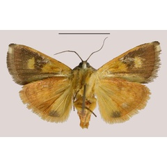 /filer/webapps/moths/media/images/M/madagascariensis_Hyblaea_HT_MNHNb.jpg