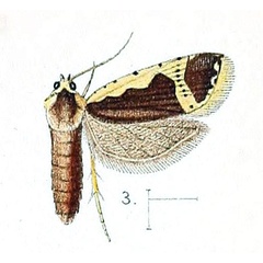 /filer/webapps/moths/media/images/F/flavicostana_Argyrotoxa_ST_Walsingham_1891_3-3.jpg