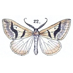 /filer/webapps/moths/media/images/B/bivirgata_Fidonia_HT_Felder_1875_129-22.jpg