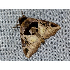 /filer/webapps/moths/media/images/I/insulata_Marcipa_A_Wursten.jpg