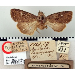 /filer/webapps/moths/media/images/C/connivens_Apamea_HT_BMNH.jpg