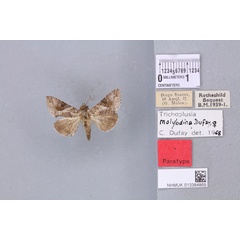 /filer/webapps/moths/media/images/M/molybdina_Plusia_PTF_BMNH_03a.jpg