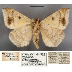 /filer/webapps/moths/media/images/A/albitermia_Ophiusa_ST_OUMNH_02.jpg