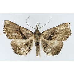 /filer/webapps/moths/media/images/Z/zethesia_Trichopalpina_AF_TMSA_01.jpg