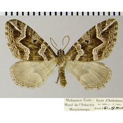 /filer/webapps/moths/media/images/A/acme_Mimoclystia_AM_ZSMa.jpg