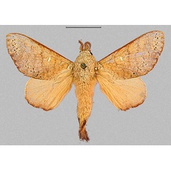 /filer/webapps/moths/media/images/D/discocellularis_Ptyssophlebia_AM_RMCA_01.jpg