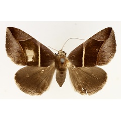/filer/webapps/moths/media/images/E/erecta_Dysgonia_AF_TMSA_01.jpg