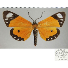 /filer/webapps/moths/media/images/P/postica_Mimaletis_AM_ZSMa.jpg