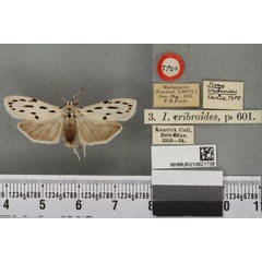/filer/webapps/moths/media/images/C/cribroides__Eilema_HT_BMNHa.jpg