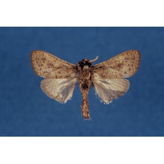 /filer/webapps/moths/media/images/H/honeyi_Kroonia_HT_ZMHB.jpg