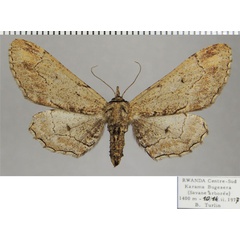 /filer/webapps/moths/media/images/G/grisea_Eulycia_AF_ZSM.jpg