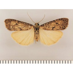 /filer/webapps/moths/media/images/N/nivalis_Pasteosia_HT_TMSA.jpg