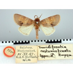 /filer/webapps/moths/media/images/C/castaneotincta_Tumidifrontia_HT_BMNH.jpg