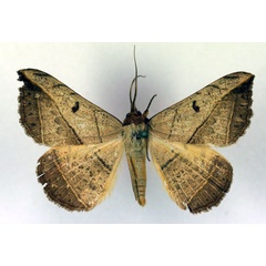 /filer/webapps/moths/media/images/P/pardus_Entomogramma_A_RMCA_02.jpg