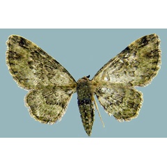 /filer/webapps/moths/media/images/G/grisea_Chloroclystis_AF_ZSM.jpg