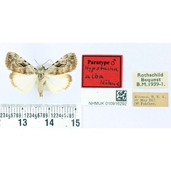 /filer/webapps/moths/media/images/A/alba_Hypotacha_PT_BMNH.jpg