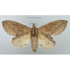 /filer/webapps/moths/media/images/C/cuneata_Rhinobombyx_AF_TMSA_01.jpg