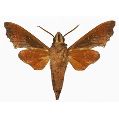 /filer/webapps/moths/media/images/H/hollandi_Temnora_AM_Basquinb.jpg