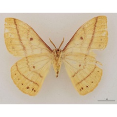 /filer/webapps/moths/media/images/N/nyikensis_Tagoropsiella_HT_RBINS_02.jpg