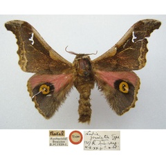 /filer/webapps/moths/media/images/G/goniata_Ludia_STM_NHMUKa.jpg