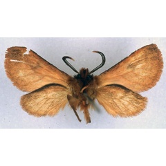 /filer/webapps/moths/media/images/R/rhodites_Metarctia_HT_BMNH_02.jpg