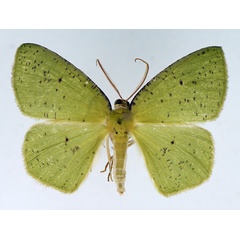 /filer/webapps/moths/media/images/C/conspersa_Chloroctenis_AF_TMSA.jpg