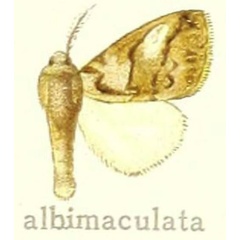 /filer/webapps/moths/media/images/A/albimaculata_Dasychira_HT_Hering_27e.jpg