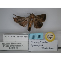 /filer/webapps/moths/media/images/D/dyscapna_Plusiotricha_PT_RMCA_01.jpg