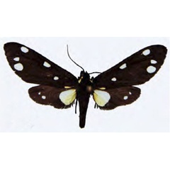 /filer/webapps/moths/media/images/Q/quinquepunctata_Tritonaclia_AM_MNHN.jpg