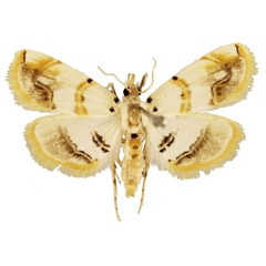 /filer/webapps/moths/media/images/F/flavimargo_Trichophysetis_AM_TMSA.jpg