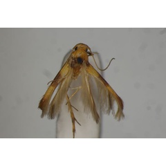 /filer/webapps/moths/media/images/B/biclavis_Stathmopoda_HT_BMNH.jpg