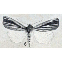 /filer/webapps/moths/media/images/R/rufescens_Borolia_HT_Gaede_1916_6.jpg