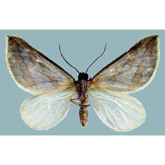 /filer/webapps/moths/media/images/P/pactolaria_Conchylia_AF_ZSMb.jpg