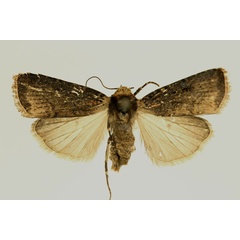 /filer/webapps/moths/media/images/F/fuscirufa_Amazonides_AF_RMCA.jpg
