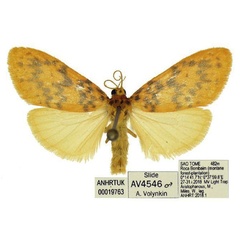/filer/webapps/moths/media/images/S/saotomensis_Afrasura_HT_ANHRT.jpg