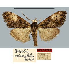 /filer/webapps/moths/media/images/I/infuscatalis_Roeselia_HT_MNHN.jpg