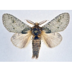 /filer/webapps/moths/media/images/B/basalis_Desmeocraera_AM_NHMO.jpg