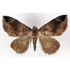 /filer/webapps/moths/media/images/D/diffusa_Bastilla_AF_RMCA.jpg